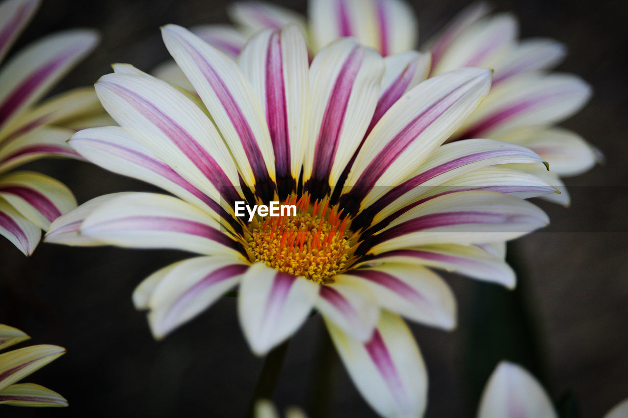 Flower Head Passion Flower Flower Petal Eastern Purple Coneflower Pollen Close-up In Bloom Plant Life Botany