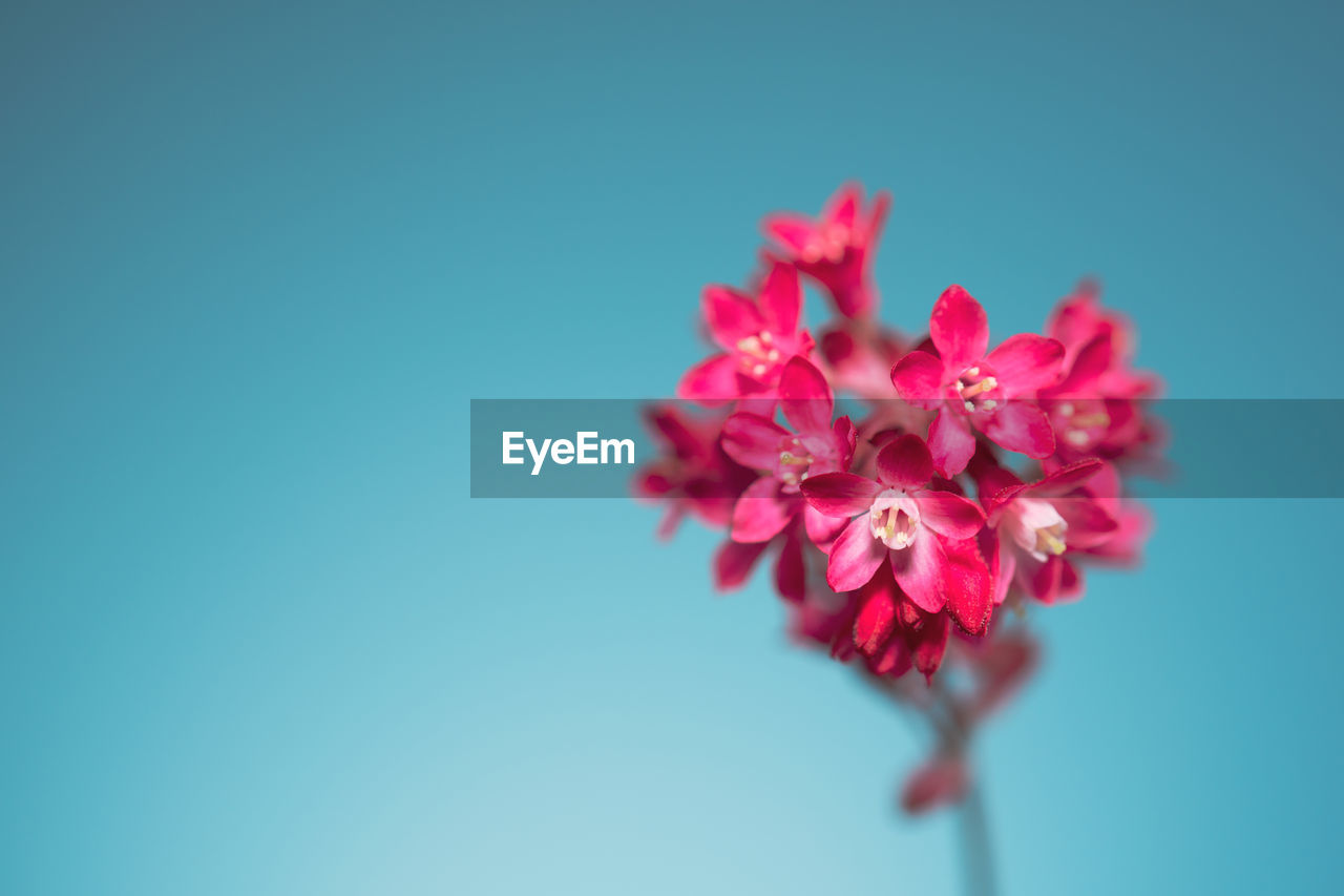 CLOSE-UP OF PINK CHERRY BLOSSOMS AGAINST CLEAR SKY