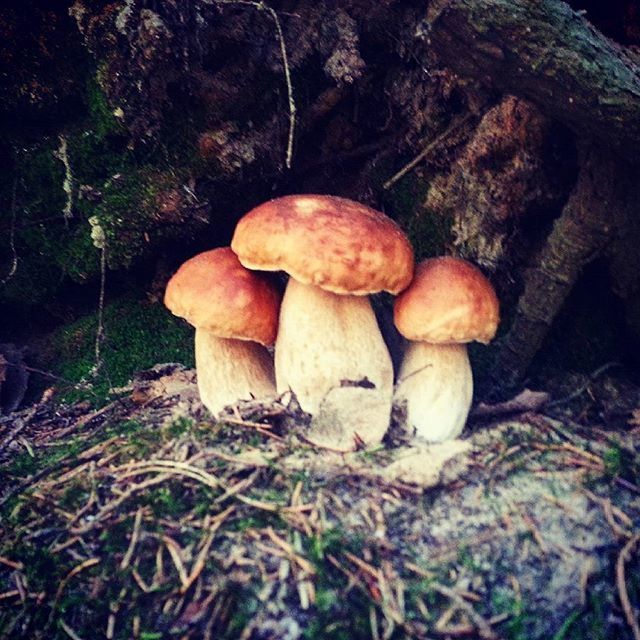 MUSHROOMS IN FOREST