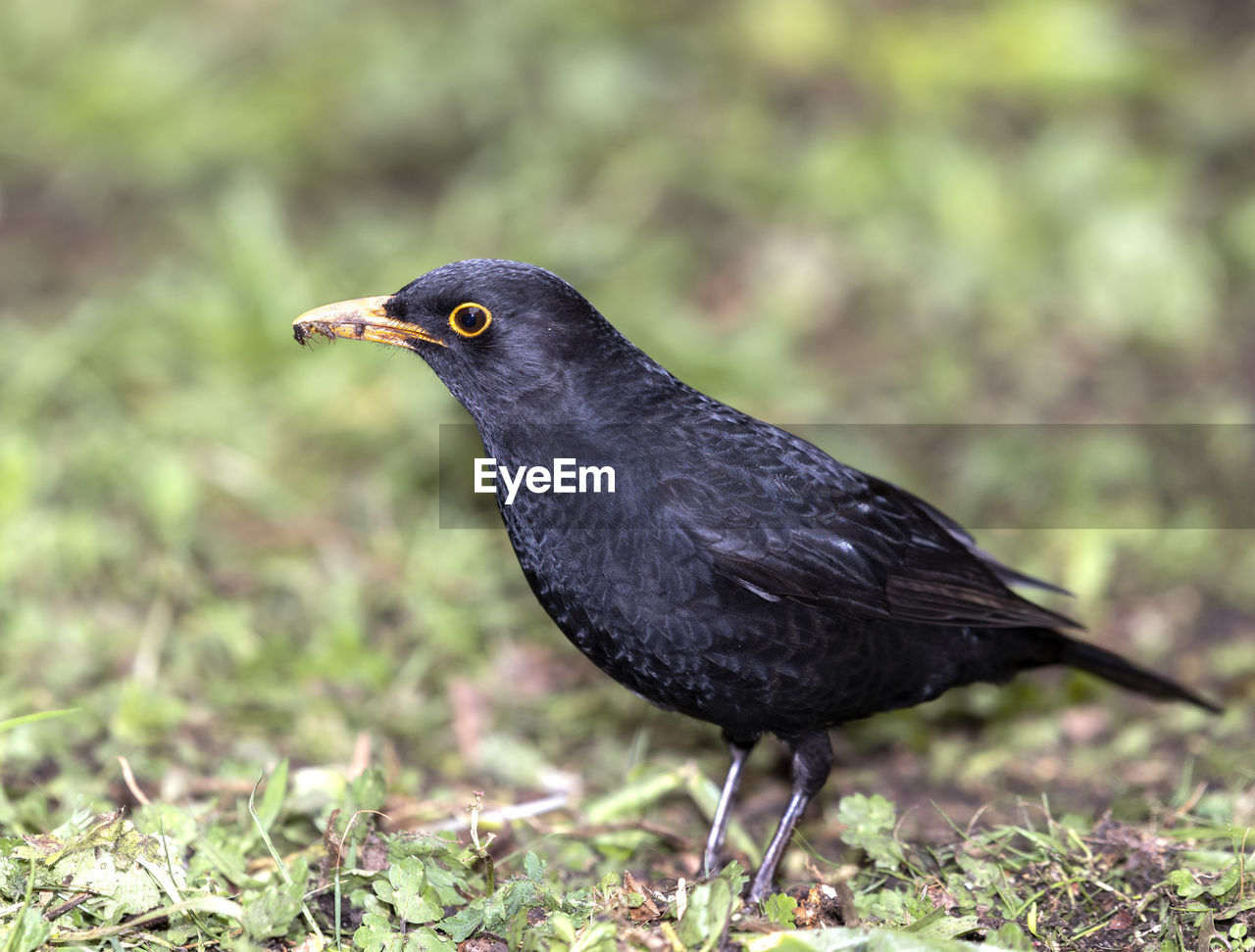 CLOSE-UP OF A BIRD