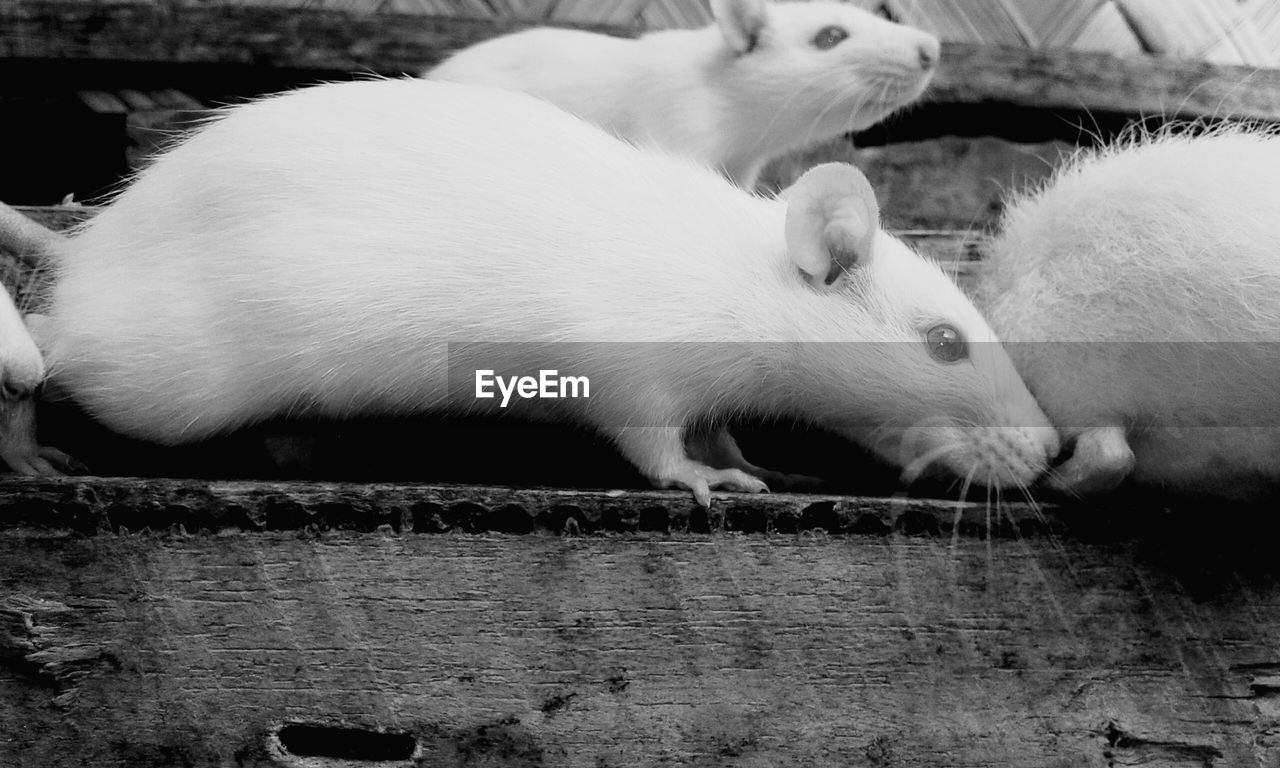 High angle view of rats on wooden pallet