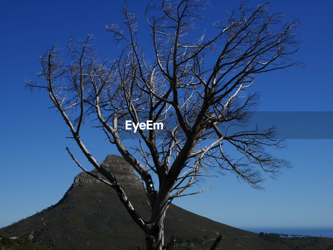 LOW ANGLE VIEW OF BARE TREE AGAINST CLEAR SKY