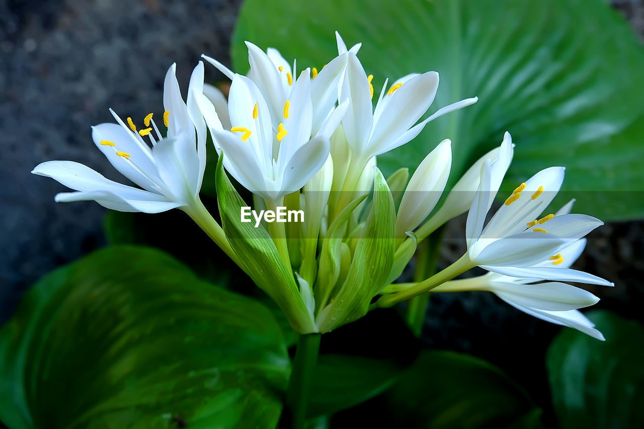 Close-up of white flowering plant