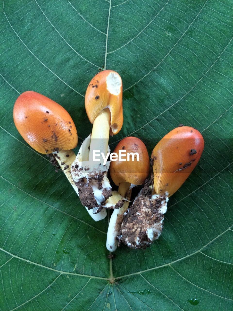 HIGH ANGLE VIEW OF ORANGES ON LEAF