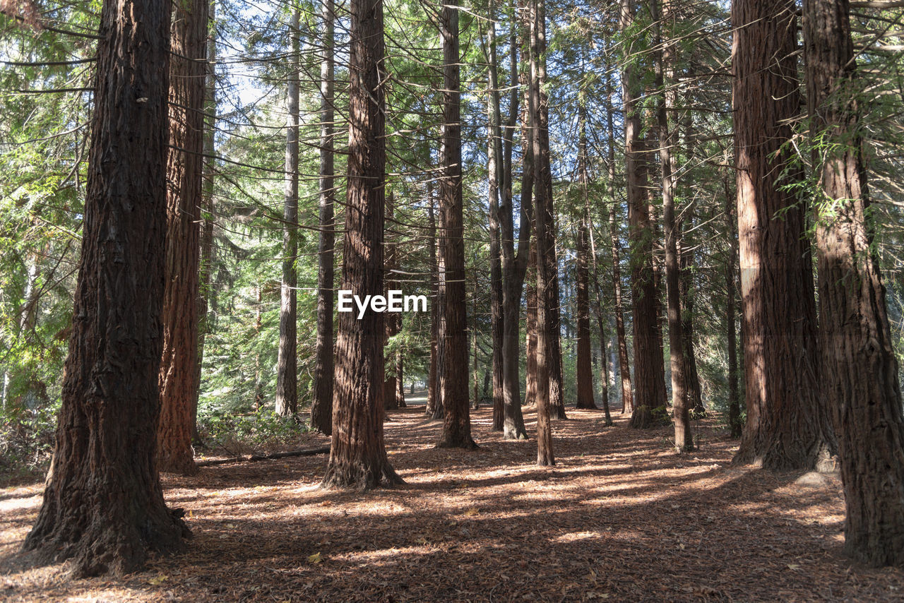 Trees in forest