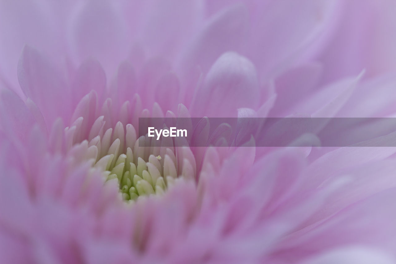 CLOSE-UP OF FRESH PINK FLOWER BLOOMING IN PARK