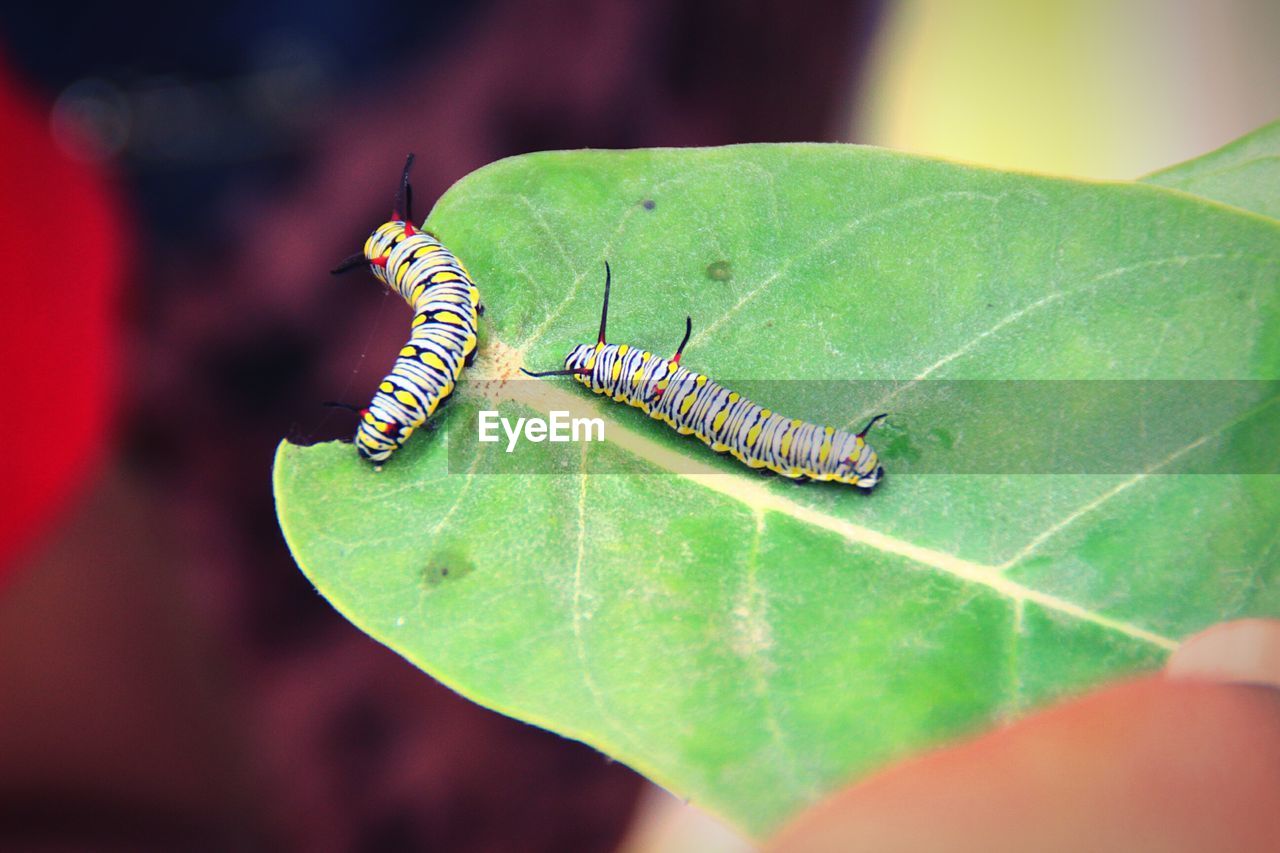 Close-up high angle view of insects on leaf