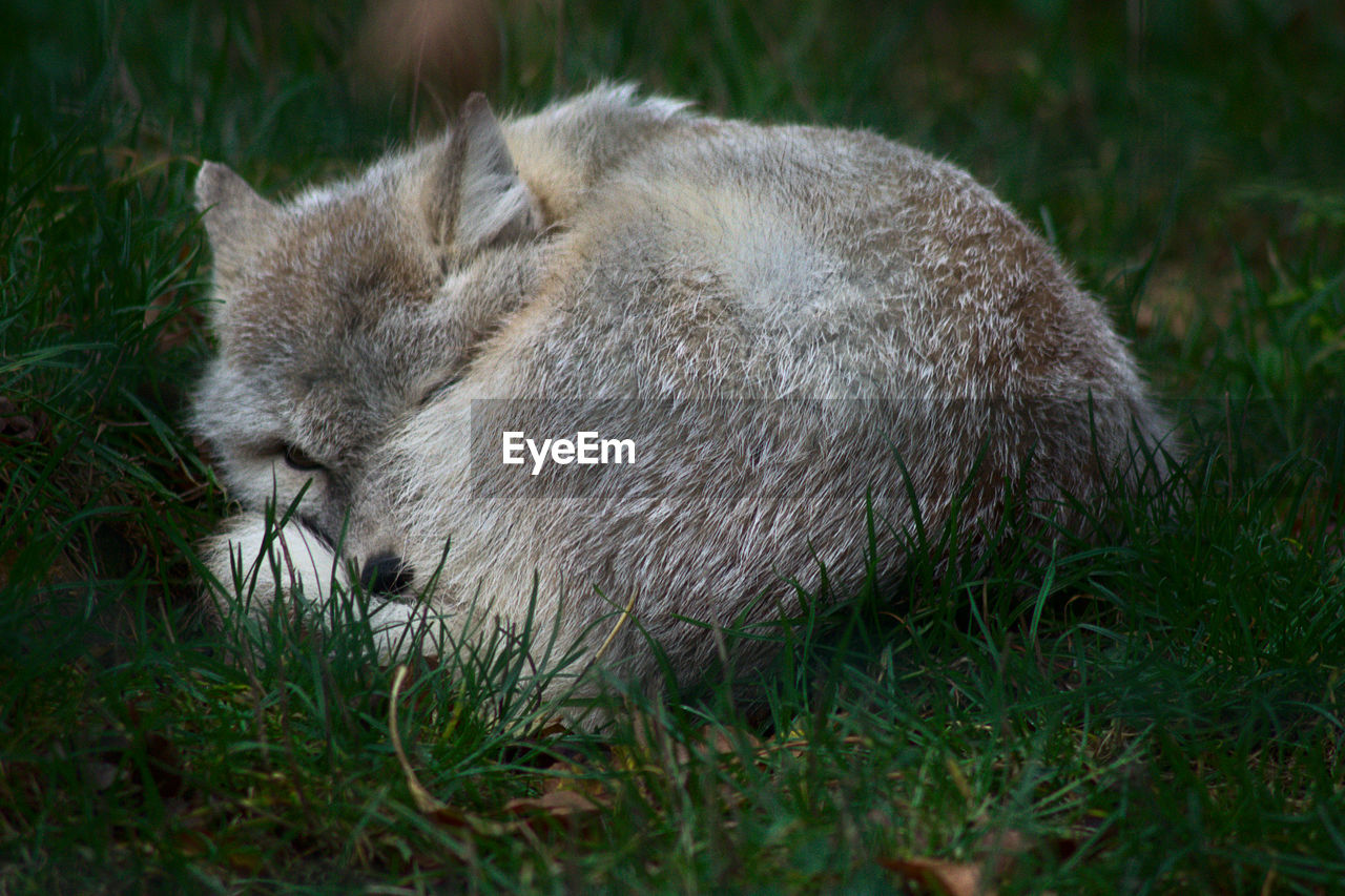 View of a fox sleeping on field