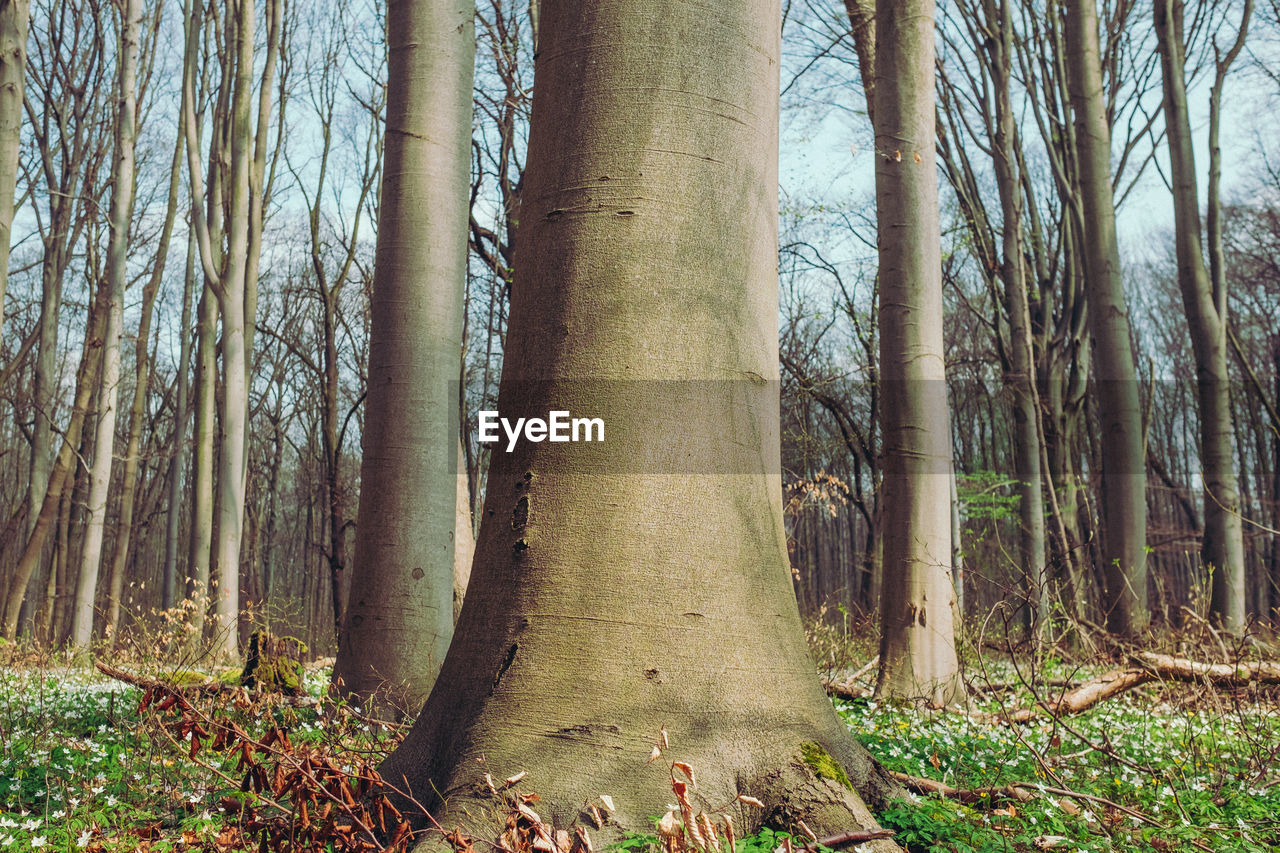 View of trees in forest