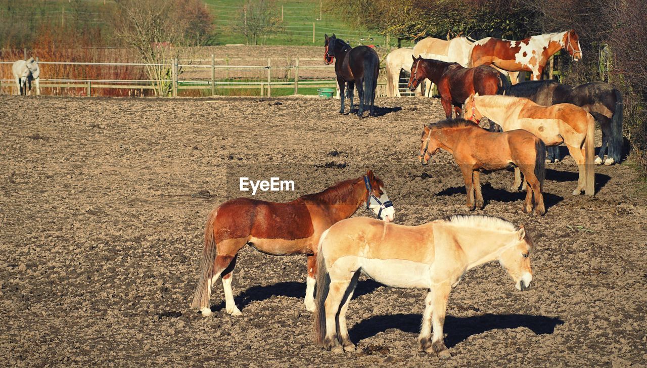 Horses in a field