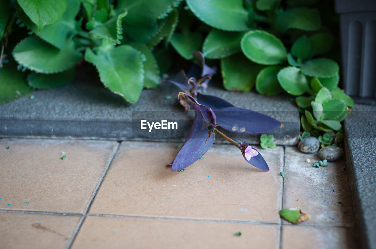 HIGH ANGLE VIEW OF INSECT ON FLOWER