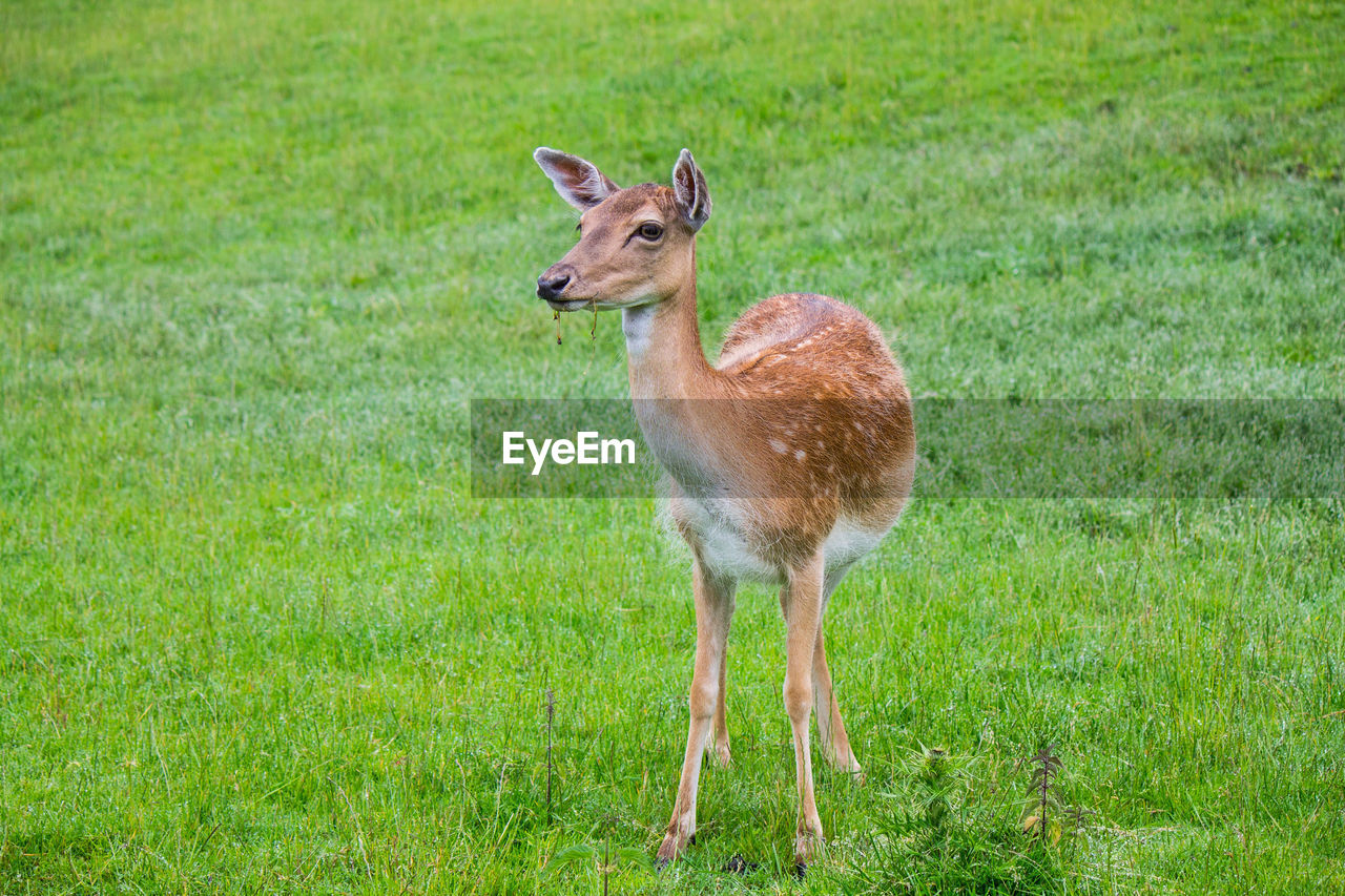 Full length of deer standing on grass field