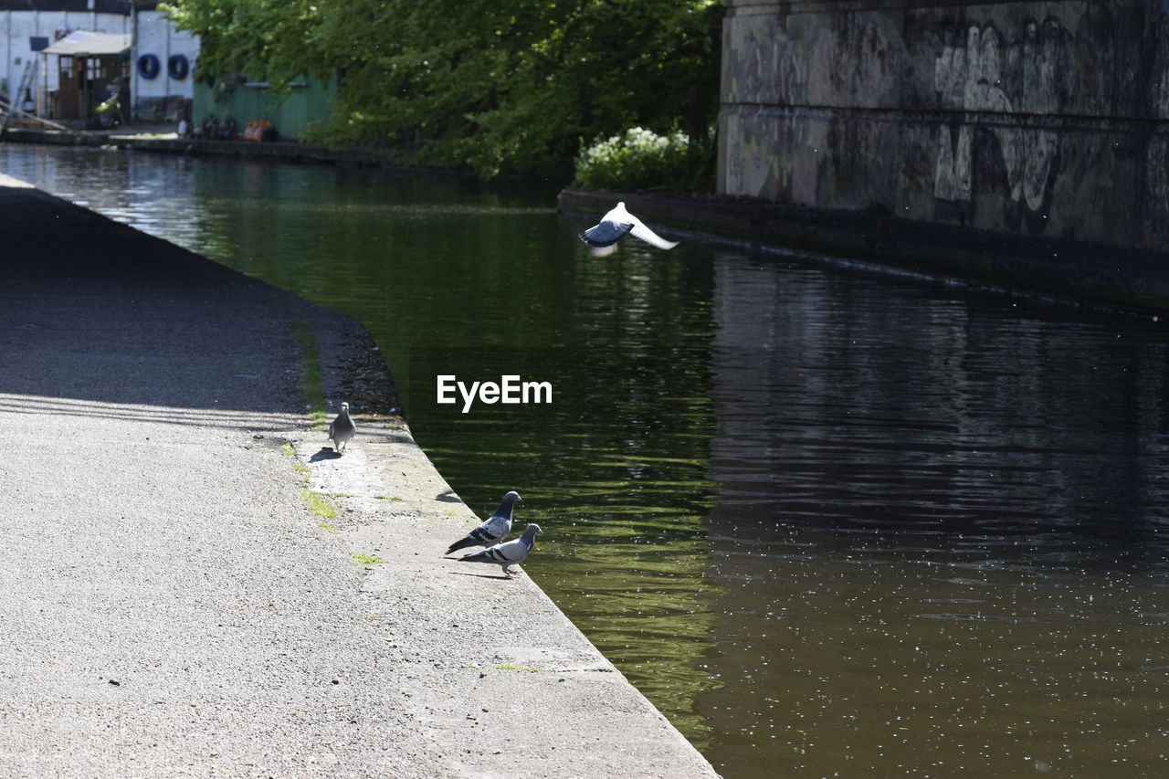 VIEW OF SEAGULL PERCHING ON LAKE