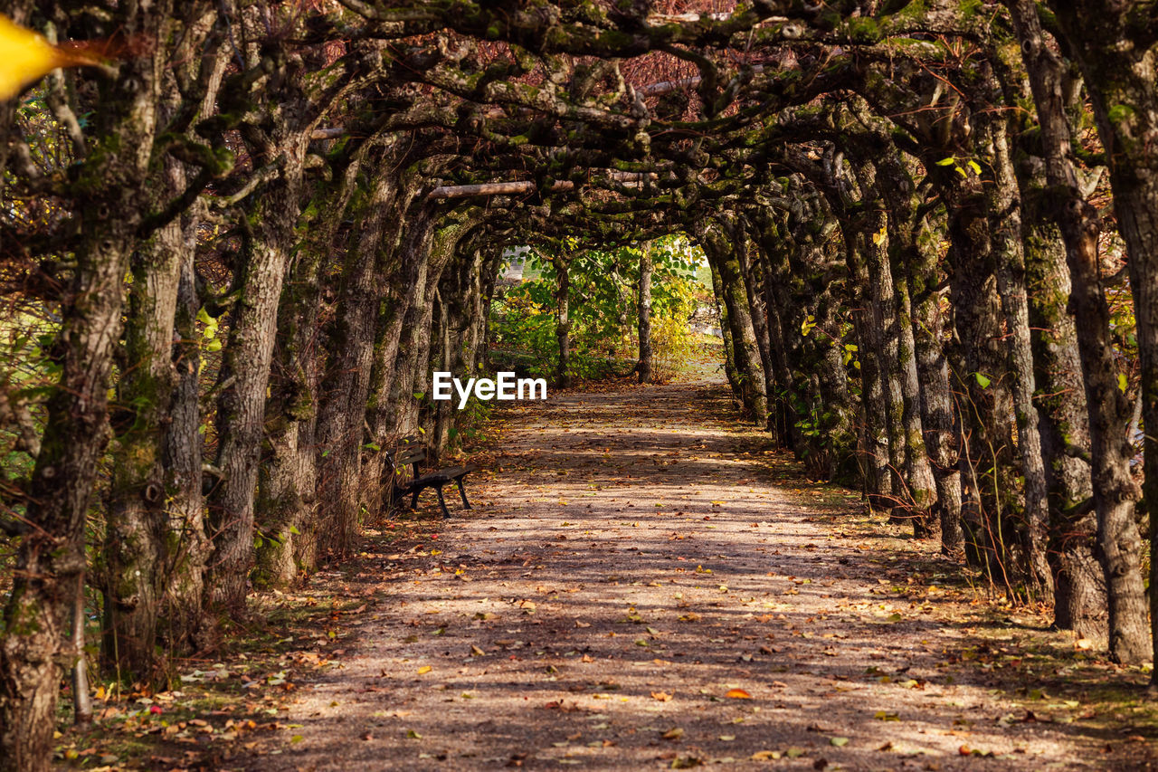 Empty footpath amidst trees at park