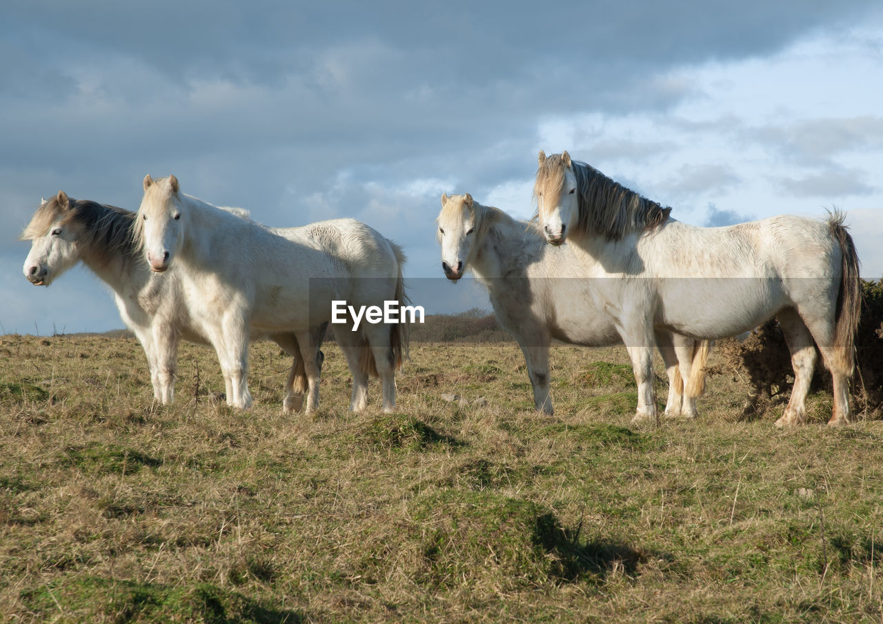 HORSES ON FIELD AGAINST SKY