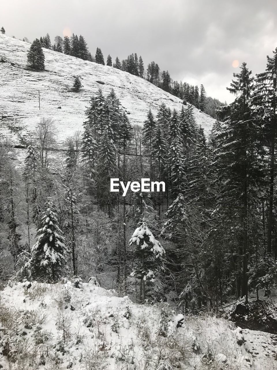 TREES ON SNOW COVERED LANDSCAPE