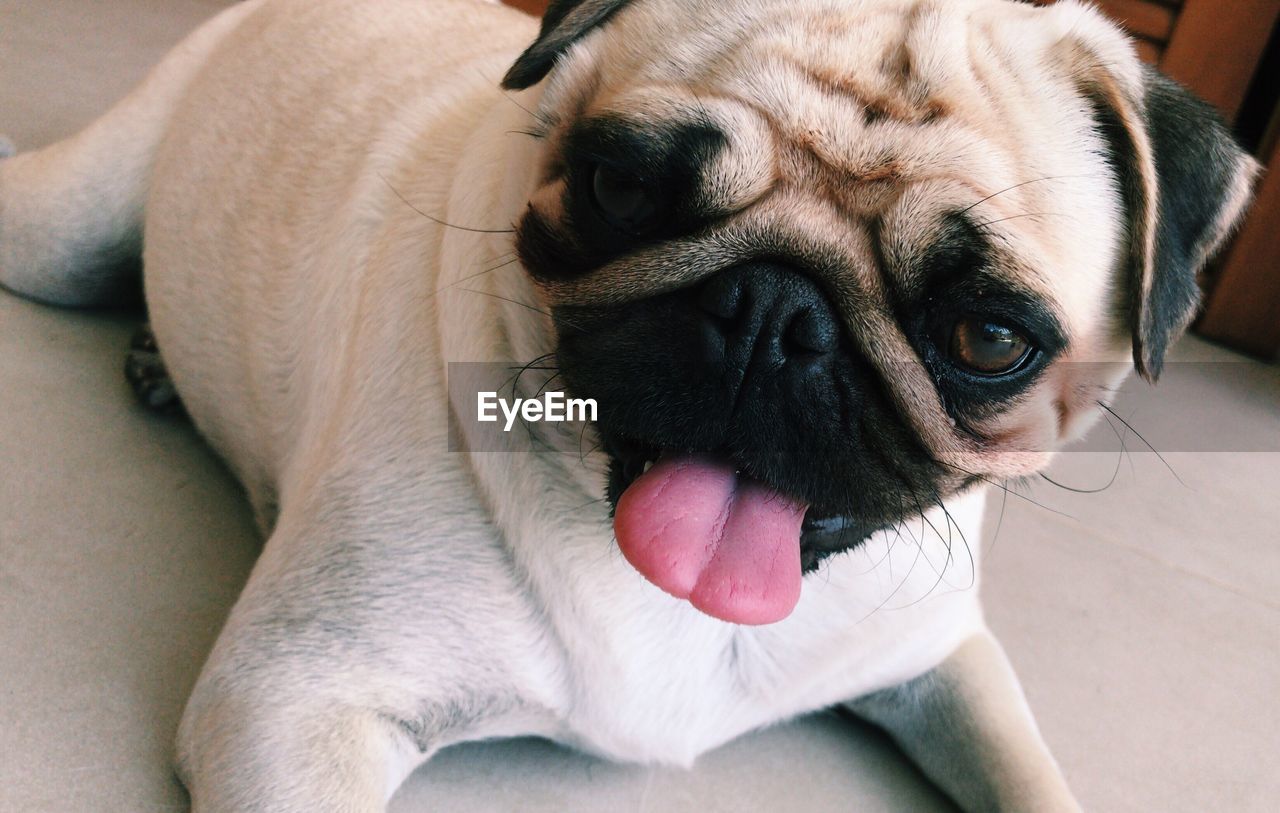 CLOSE-UP OF DOG YAWNING IN MOUTH