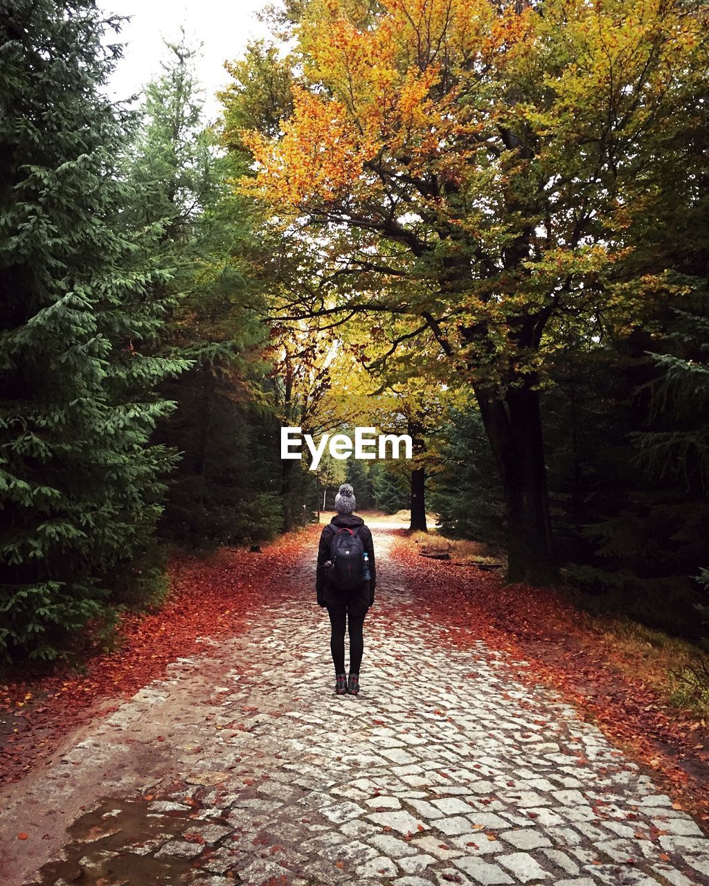 Rear view of woman with backpack standing on street amidst trees in forest during autumn
