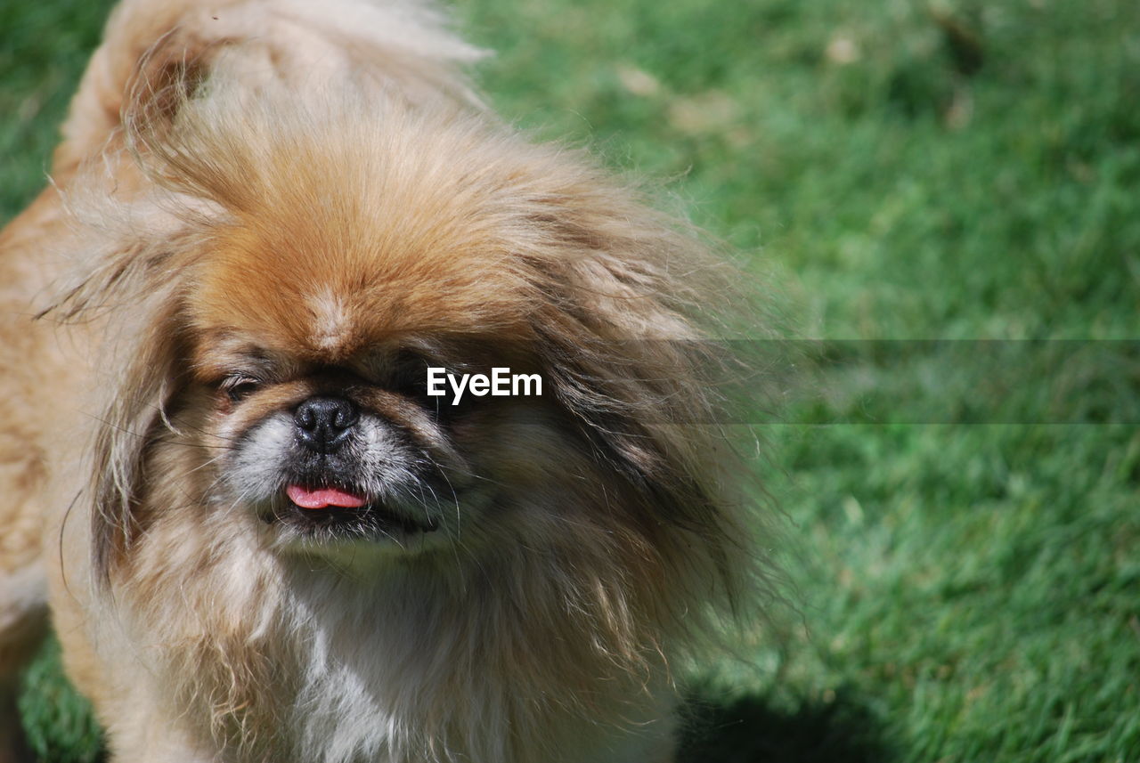 one animal, animal themes, mammal, animal, dog, canine, pet, domestic animals, lap dog, grass, animal body part, pekingese, portrait, no people, animal hair, cute, focus on foreground, animal head, nature, day, facial expression, outdoors, close-up