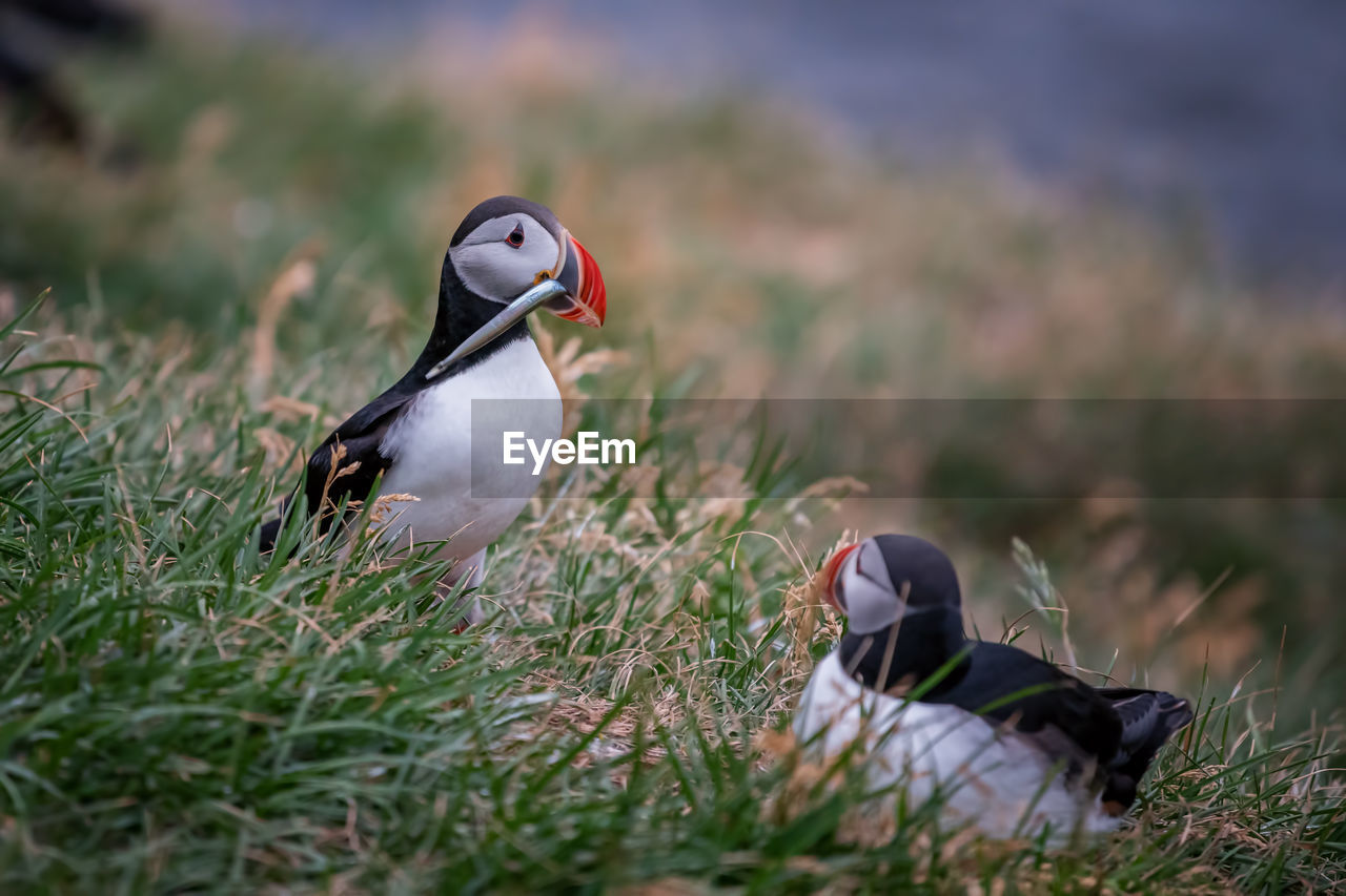 Puffins perching on field