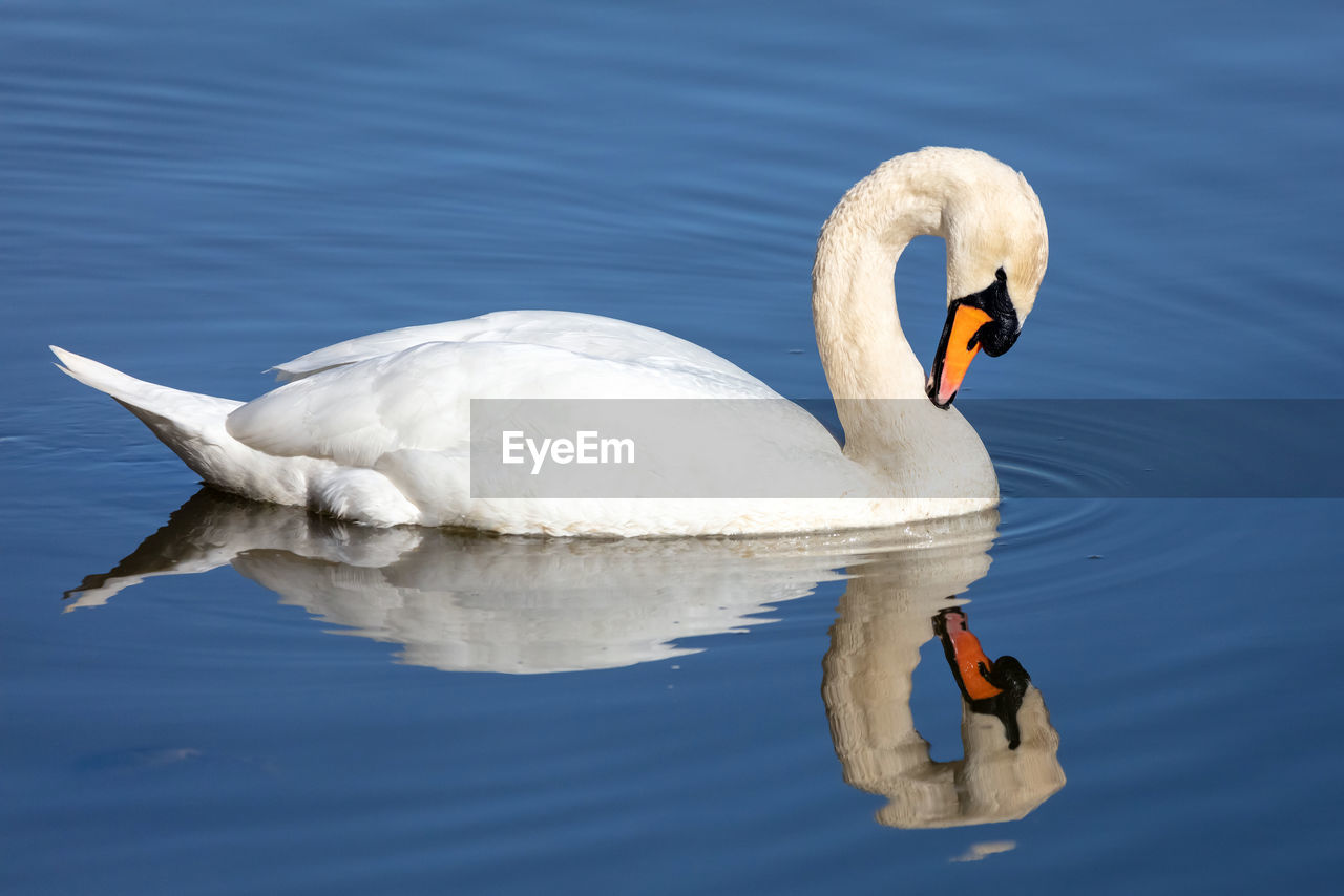 Beautiful mute swan in a lake