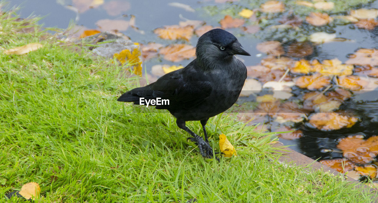 High angle view of crow on grass by pond