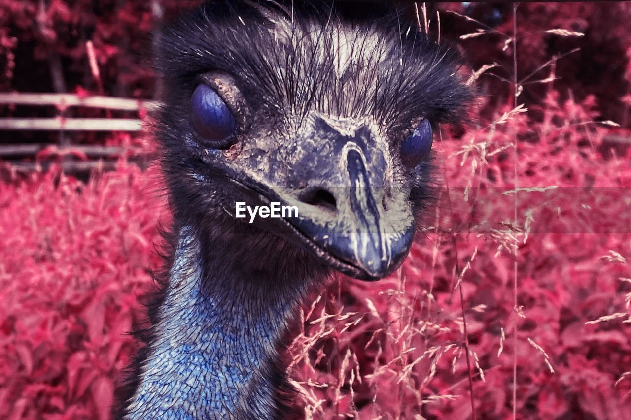 CLOSE-UP PORTRAIT OF A BIRD