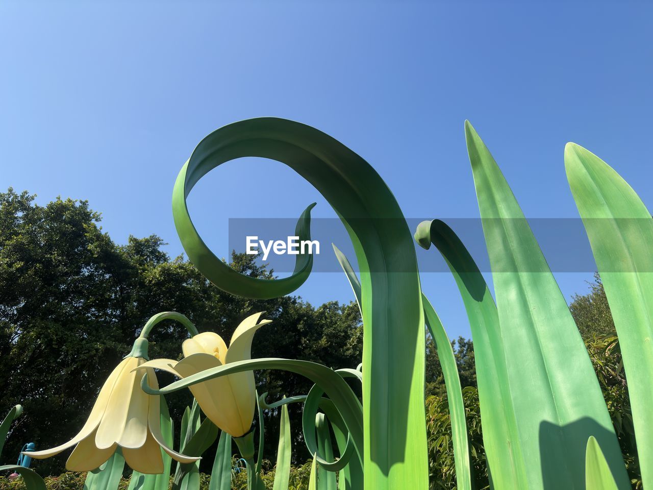 plant, green, nature, grass, sky, flower, growth, no people, blue, clear sky, tree, day, outdoors, sunny