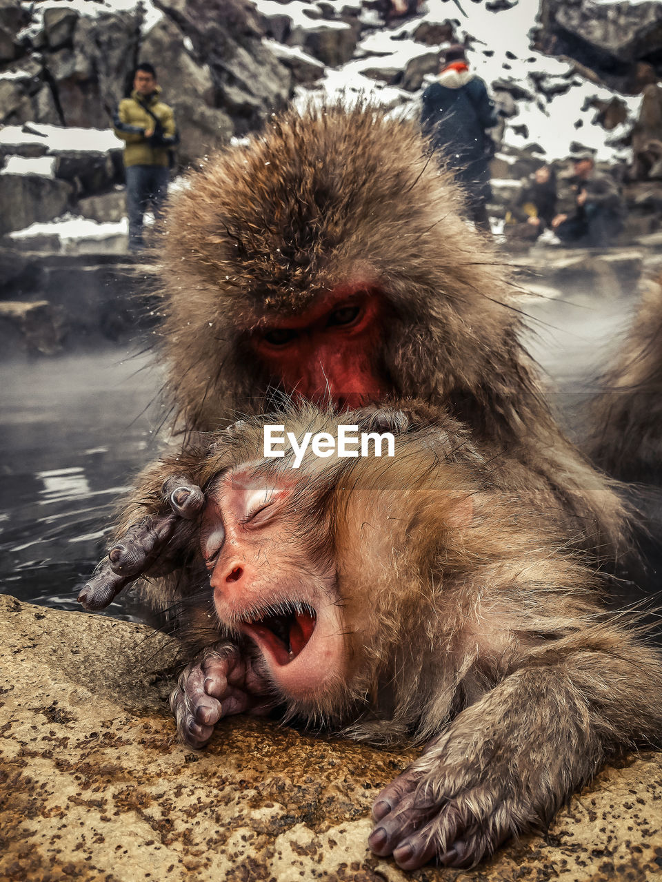 Japanese macaques relaxing in hot spring