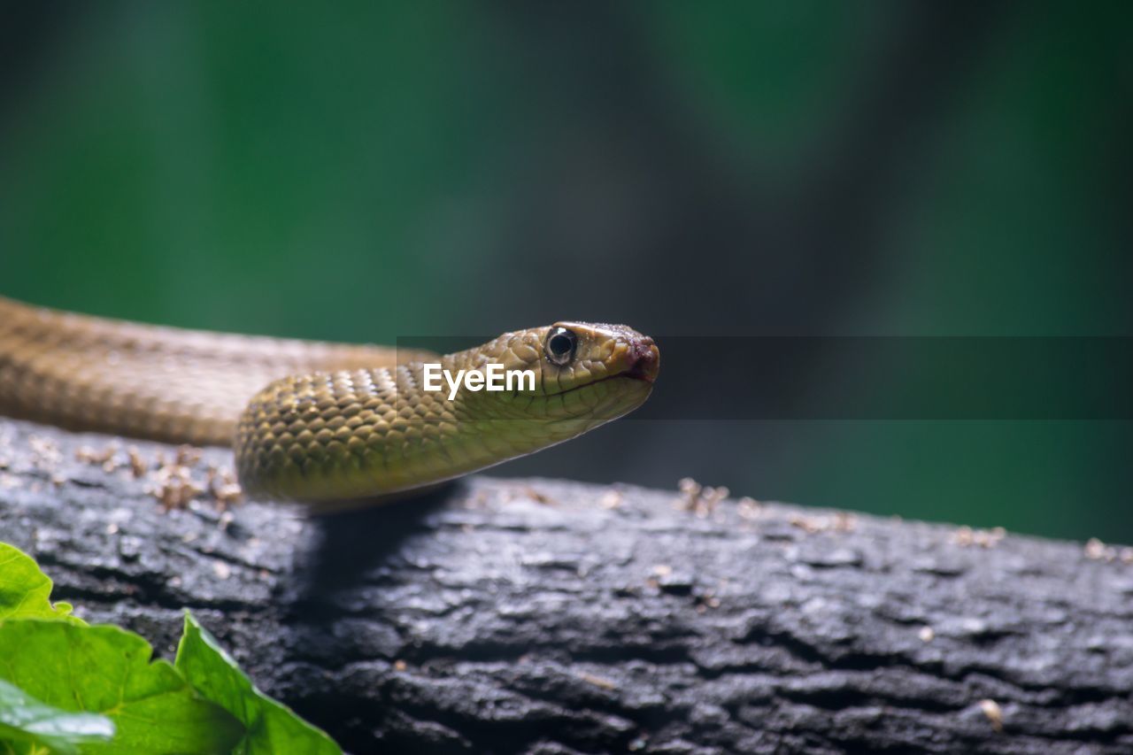 Close-up of a snake on tree trunk