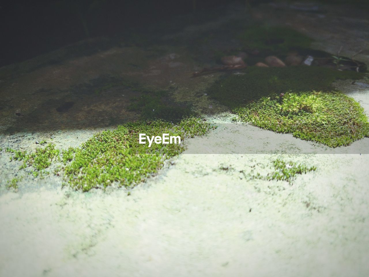 HIGH ANGLE VIEW OF MOSS GROWING ON PLANT