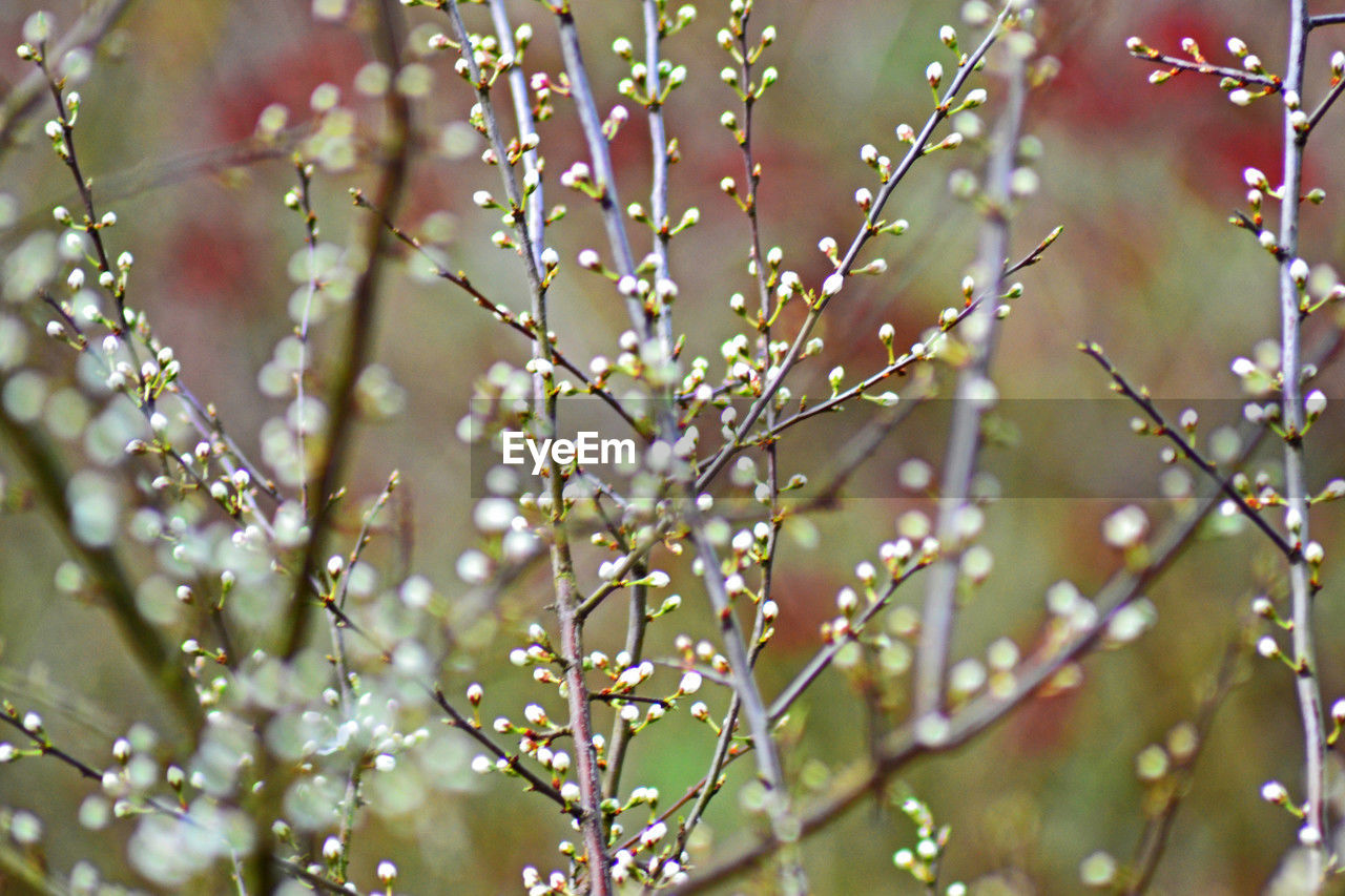 plant, branch, dew, nature, flower, moisture, drop, beauty in nature, no people, water, macro photography, close-up, leaf, growth, selective focus, wet, fragility, freshness, focus on foreground, blossom, twig, backgrounds, outdoors, day, tree, flowering plant, frost, springtime, tranquility, full frame, defocused, plant stem
