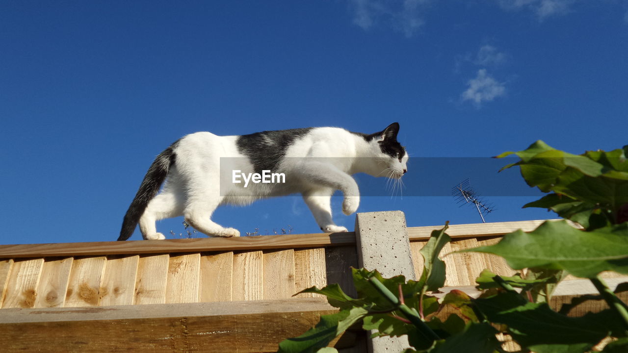 Low angle view of cat on fence against clear blue sky