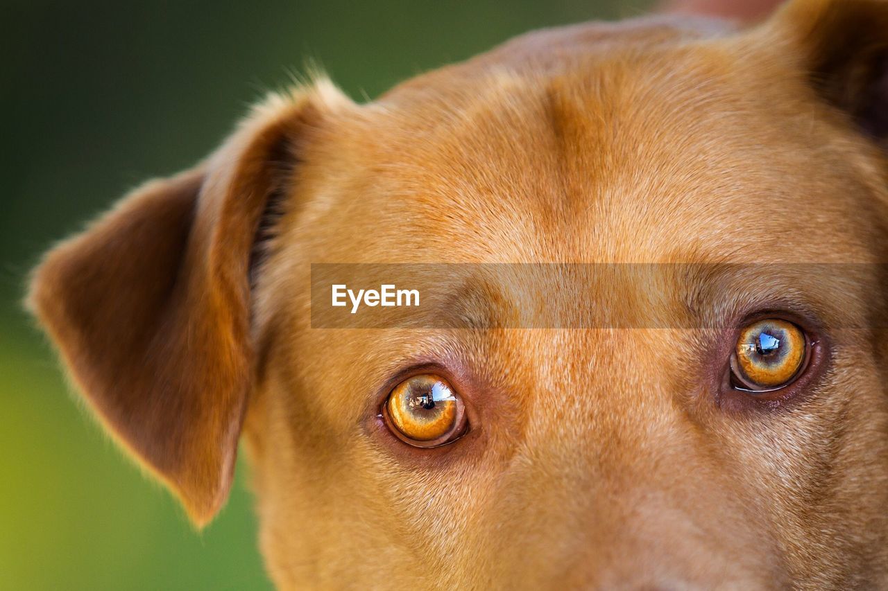 CLOSE-UP PORTRAIT OF PUG