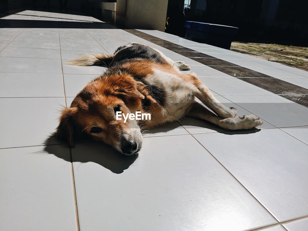 HIGH ANGLE VIEW OF DOG SLEEPING