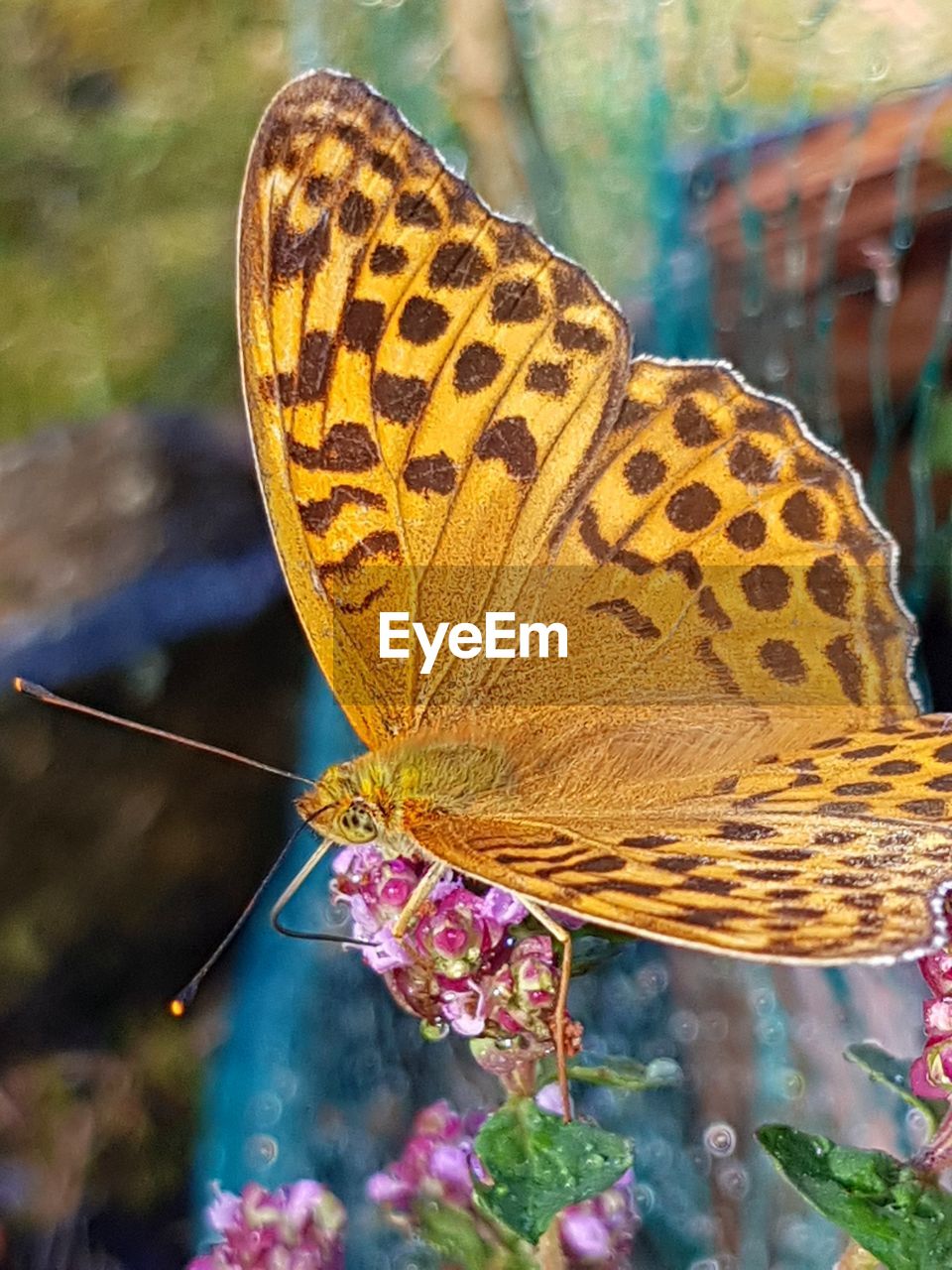 CLOSE-UP OF BUTTERFLY ON FLOWER