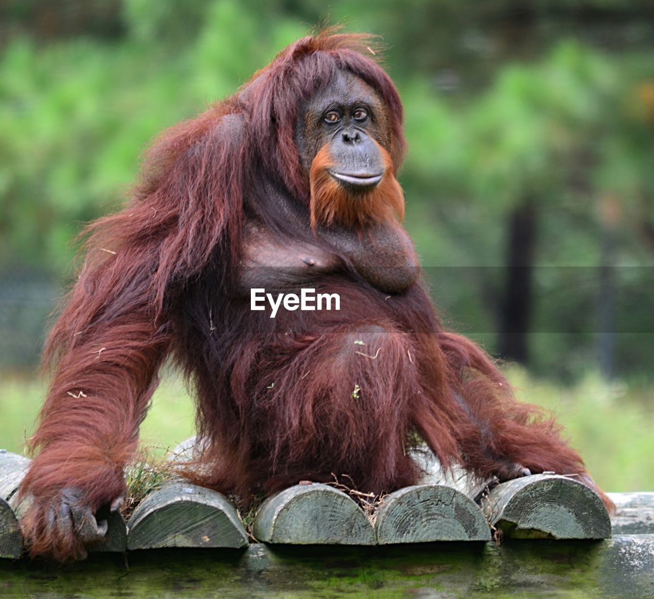 Monkey sitting on wooden fence