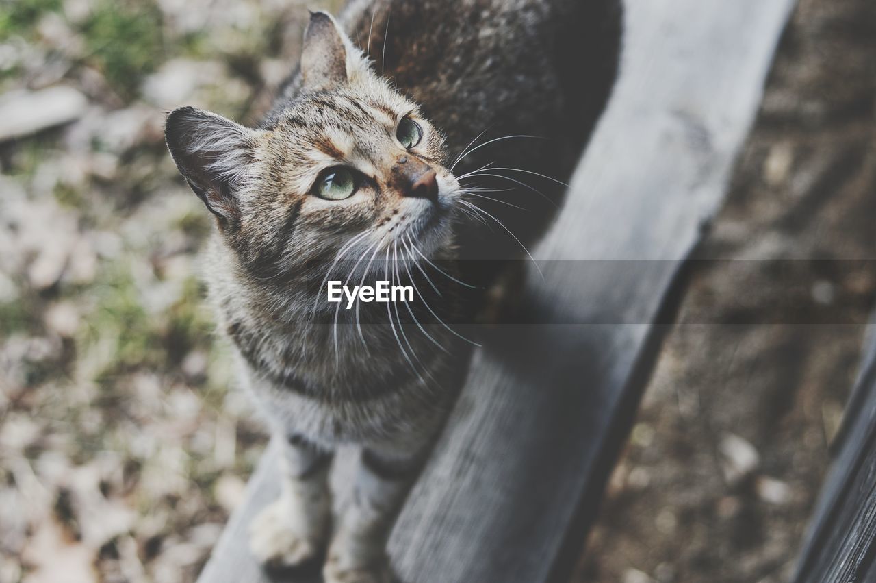 PORTRAIT OF CAT