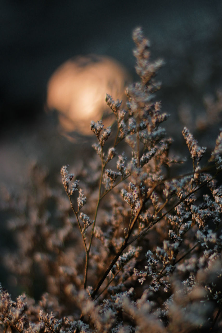 CLOSE UP OF PLANT