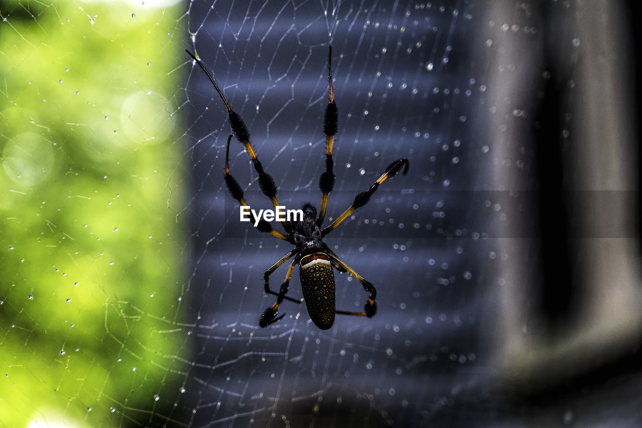 CLOSE-UP OF SPIDER