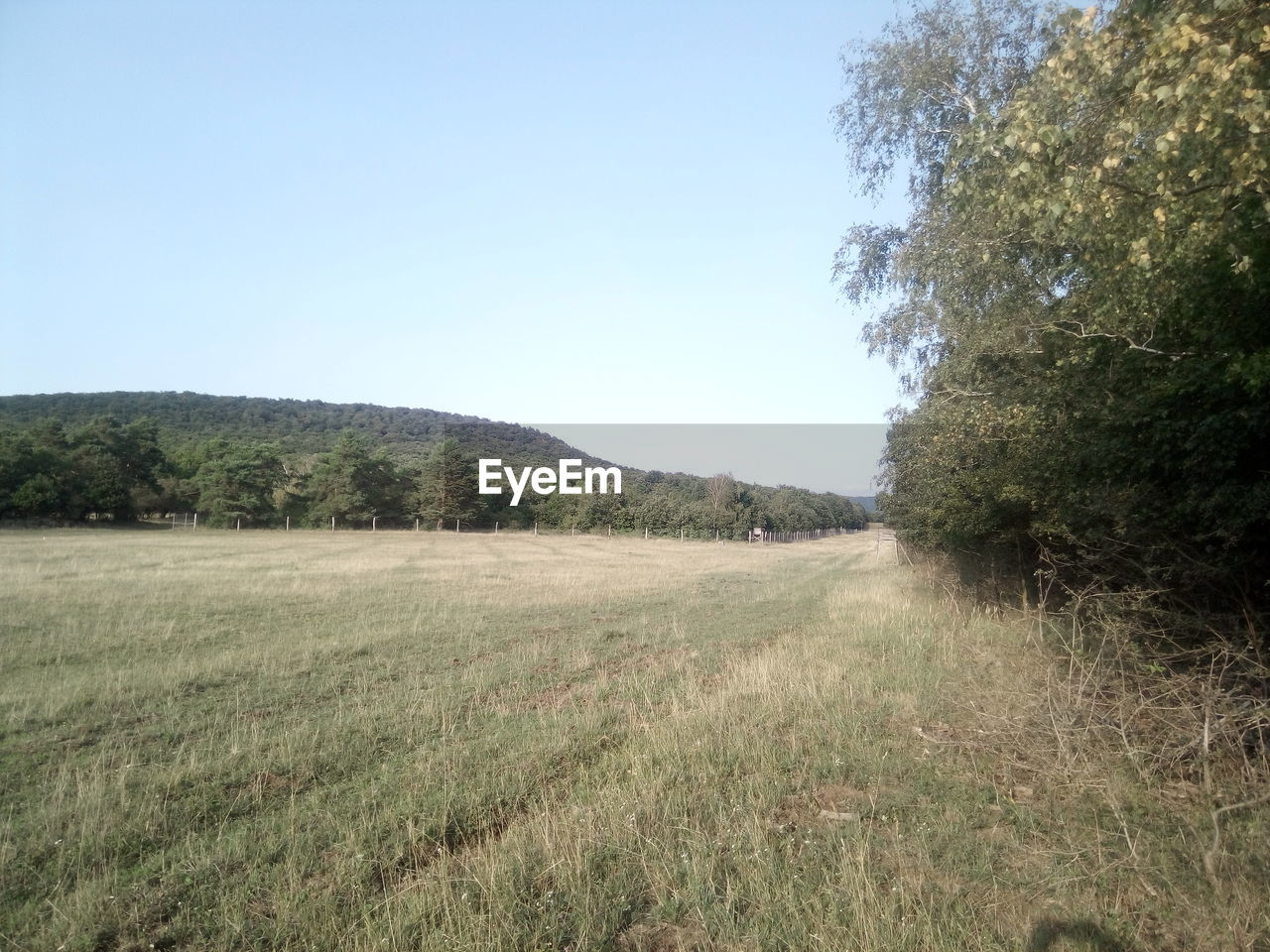 TREES ON FIELD AGAINST CLEAR SKY