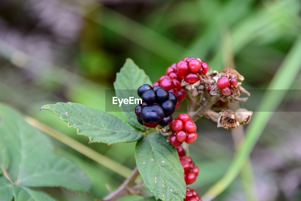 Close-up of red berries growing on plant