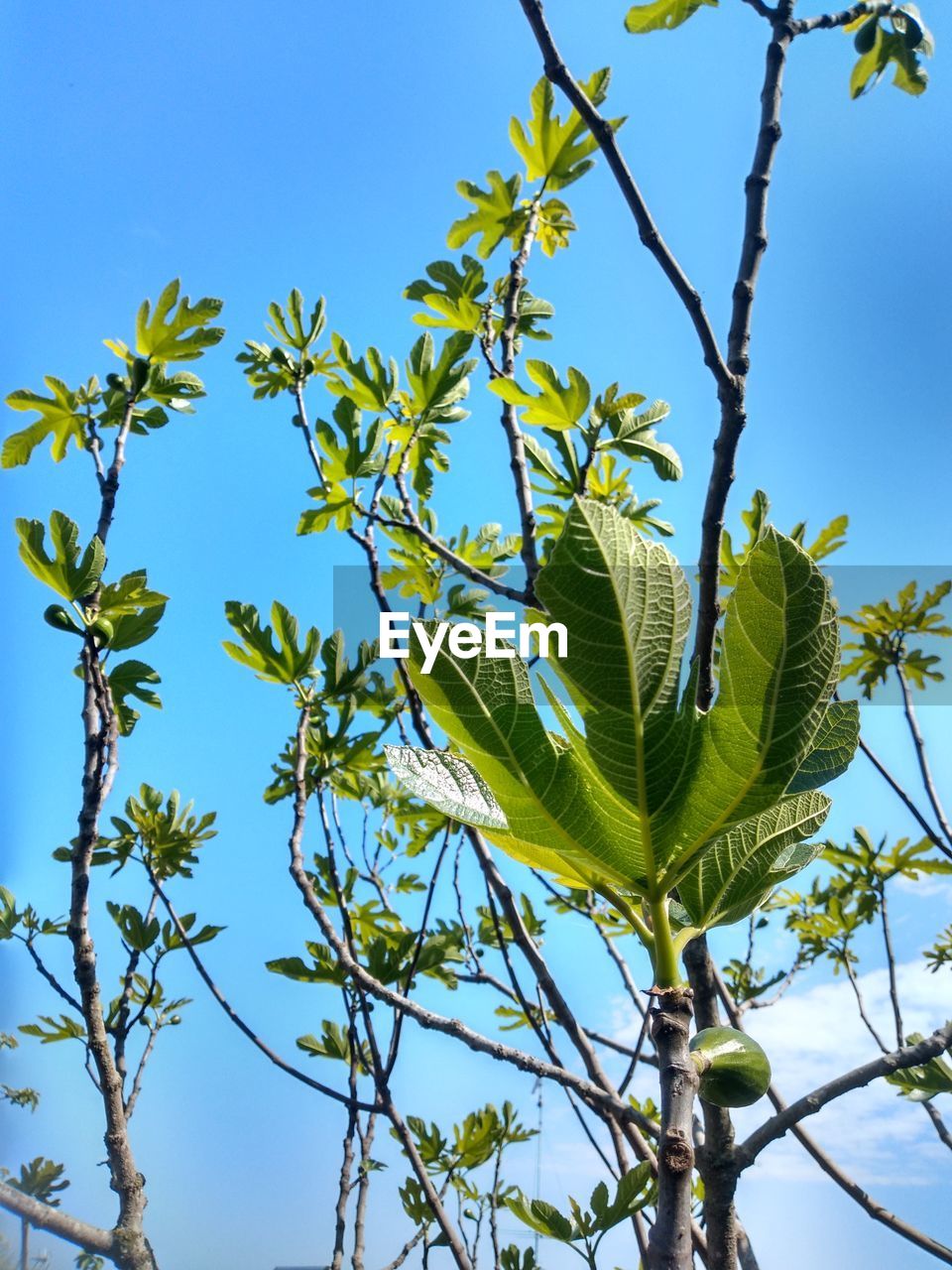 Fig leaves in spring. novara province. italy