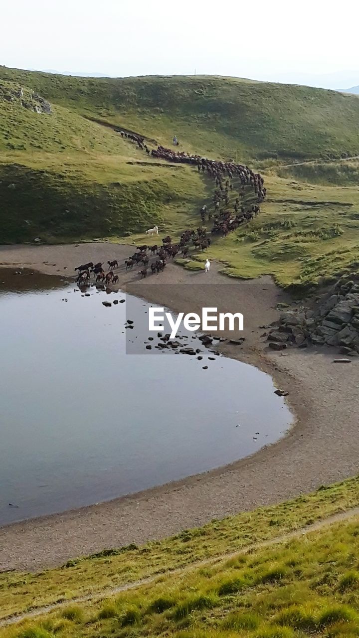 Mammals grazing on grassy mountain against sky