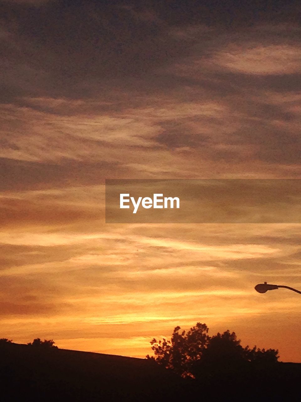 SILHOUETTE OF TREES AT SUNSET