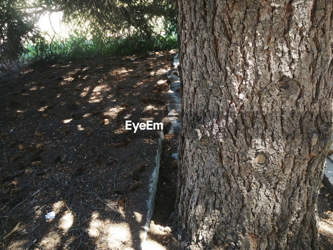 CLOSE-UP OF TREE TRUNKS IN FOREST