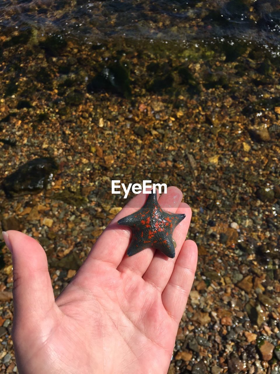 Cropped hand of person holding starfish at beach