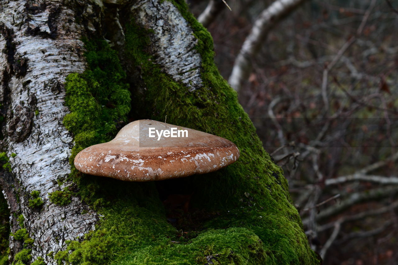 CLOSE-UP OF MUSHROOMS ON TREE TRUNK