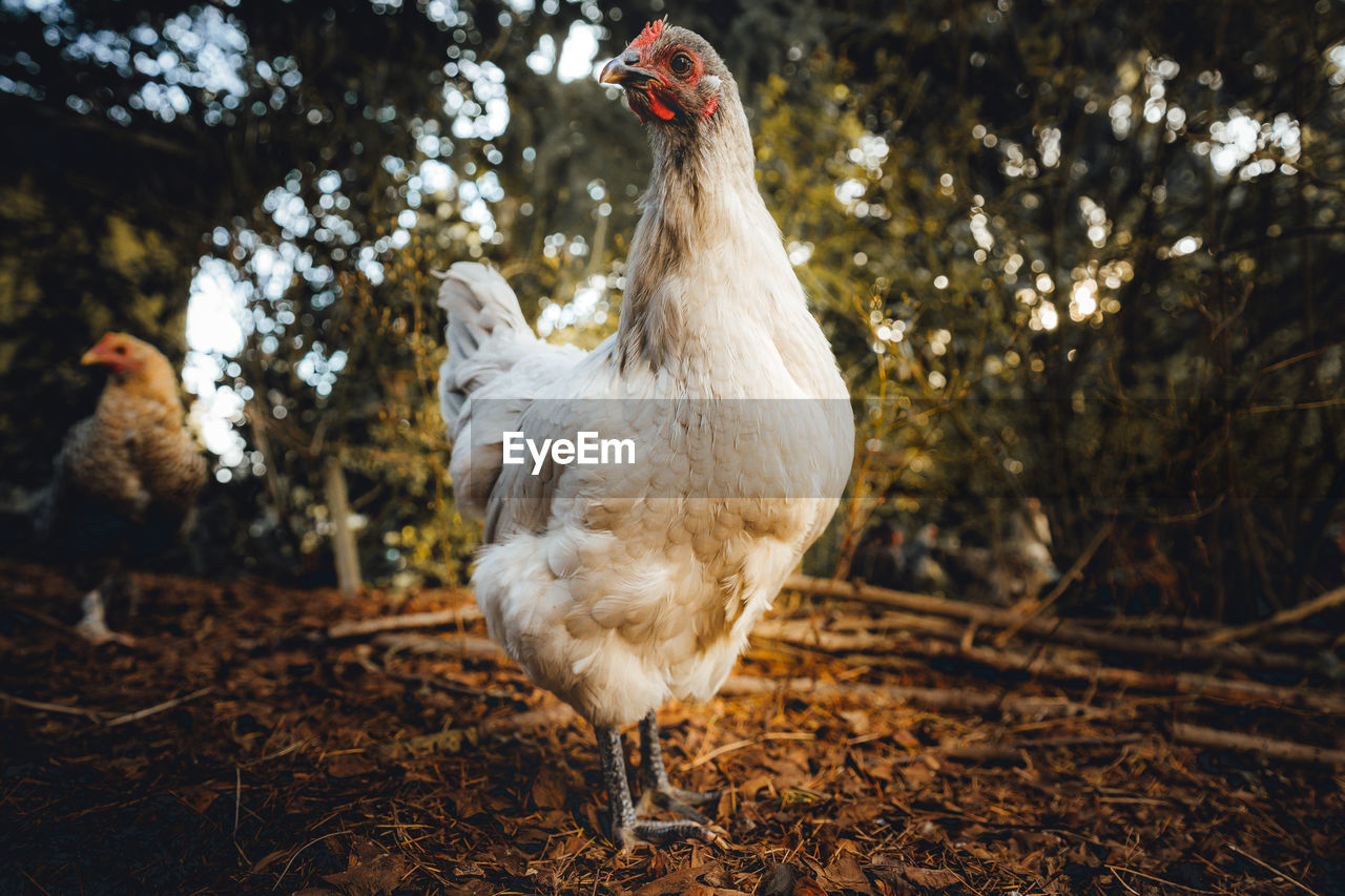 Lavender orpington chicken standing in a forested suburban backyard.