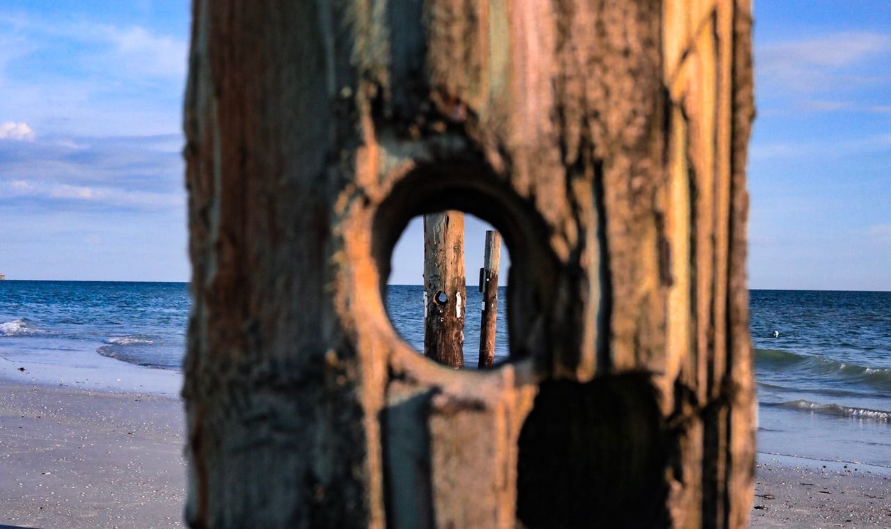 SEA SEEN THROUGH TREE TRUNK AT BEACH